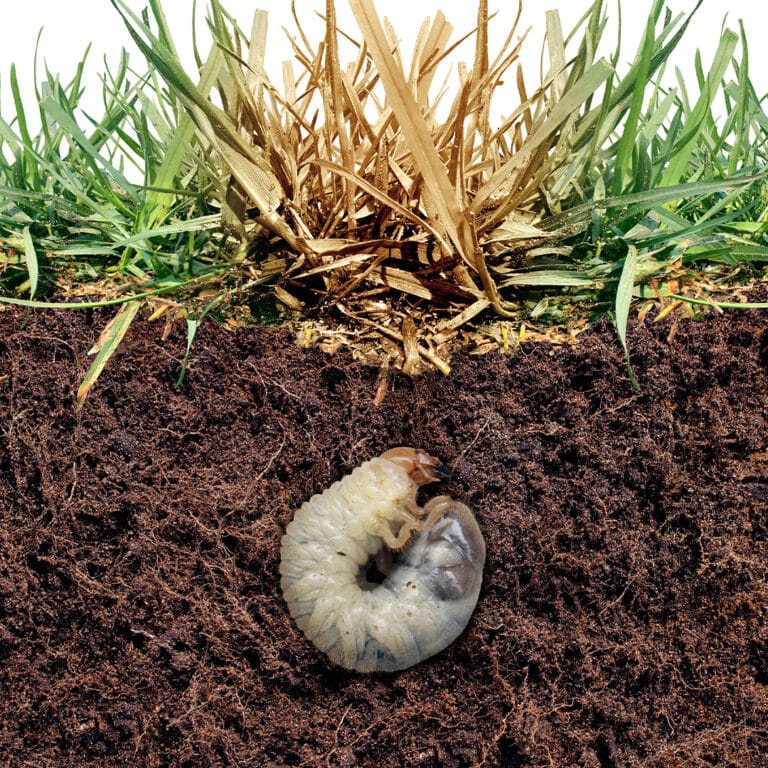 Removing & Preventing Lawn Grubs and Weeds: A Guide to Using Oxafert and Acelepryn GR